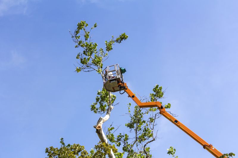 Mango Tree Pruning