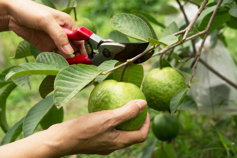 Mango Tree Pruning