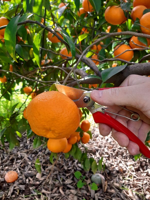 Mango Tree Pruning