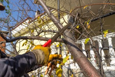 Mango Tree Pruning
