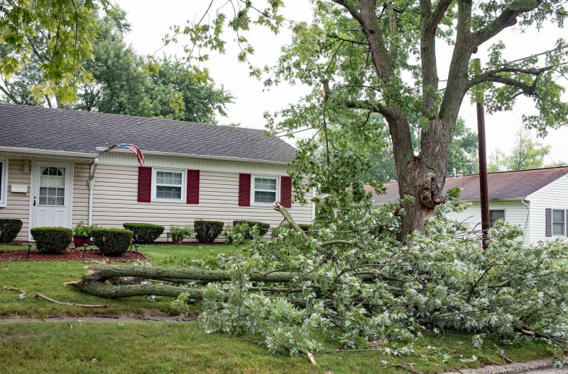 Fallen Tree in Yard