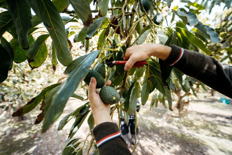 Mango Tree Pruning