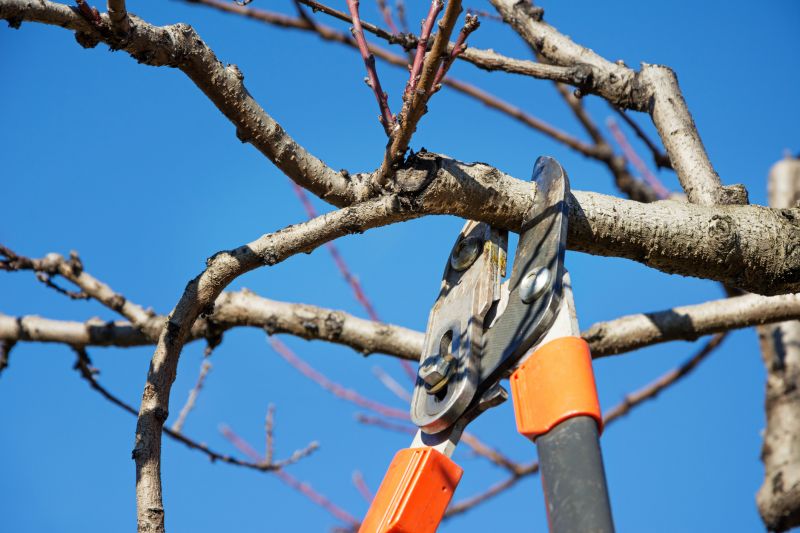 Mango Tree Pruning