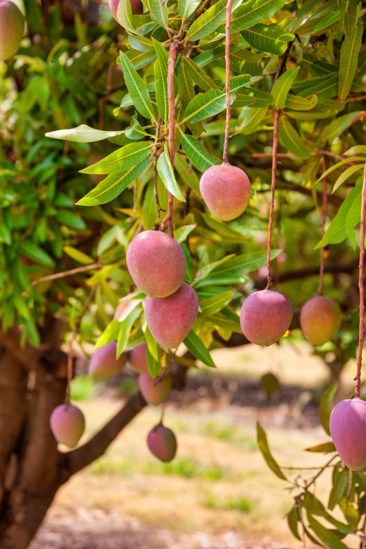 Mango Tree Pruning