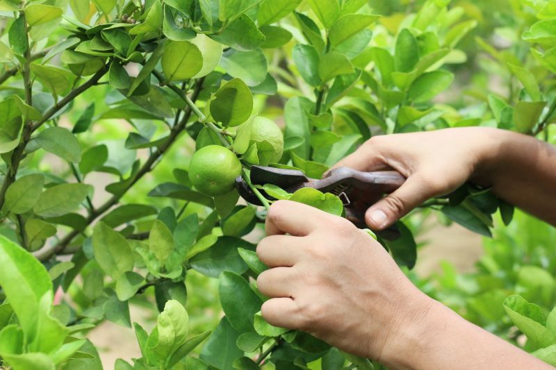 Mango Tree Pruning