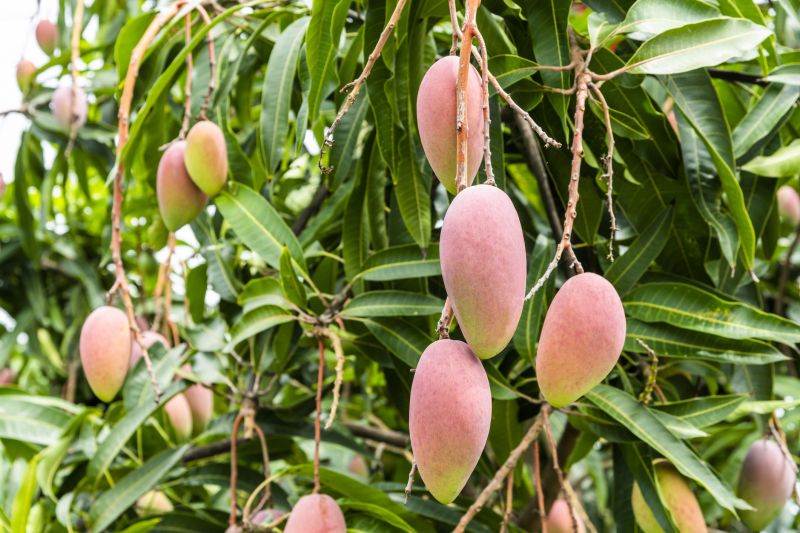Mango Tree Pruning in Summer