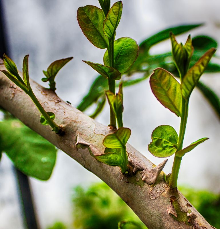 Healthy Mango Tree Growth