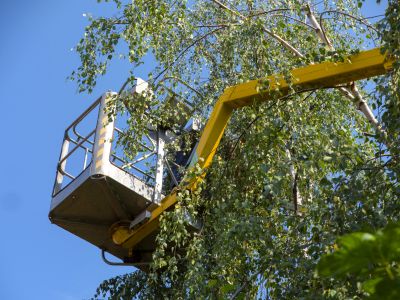 Residential Tree Service in Reno, NV