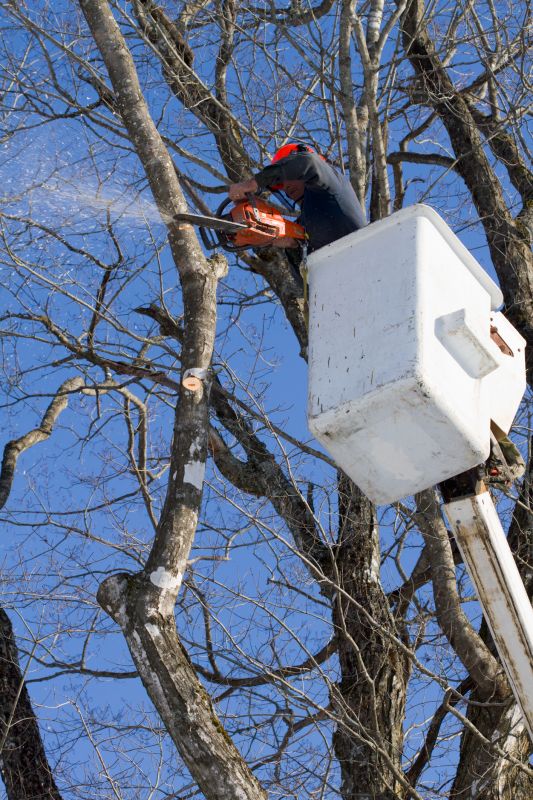 Tree Branch Cutting in Pottstown, PA