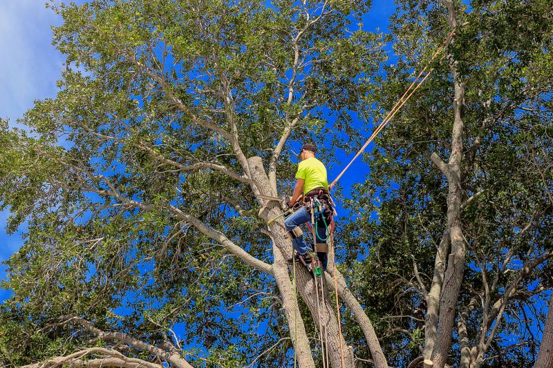 Arborist Performing Pruning
