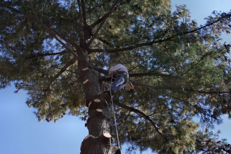 Tree Inspection by Arborist