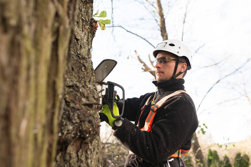 Arborist Using Safety Gear