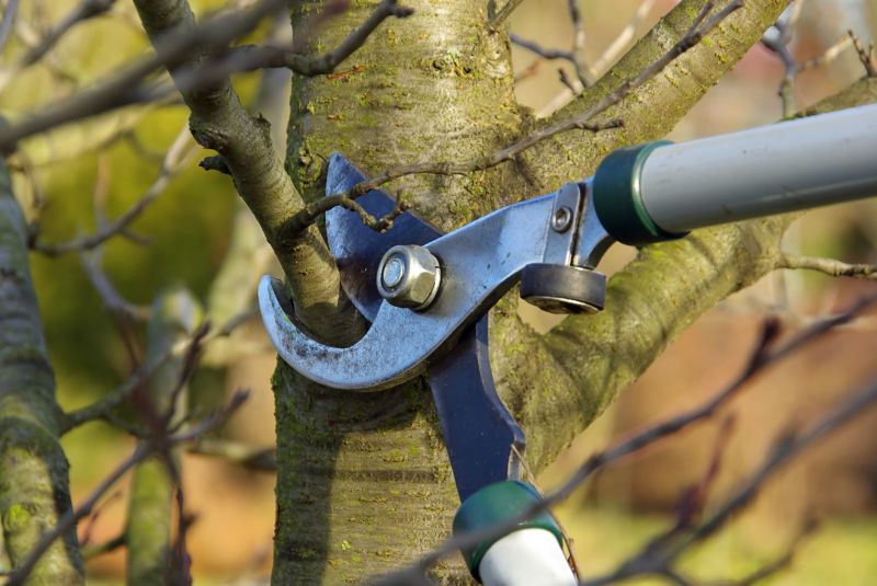 Pruning of Ornamental Trees