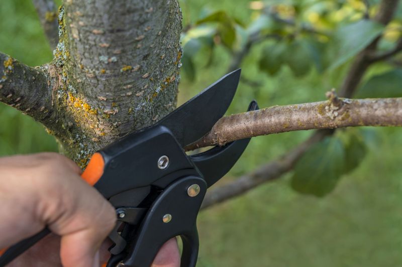 Post-Harvest Pruning