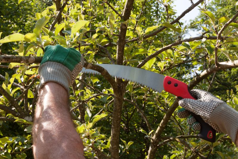 Mango Tree Pruning