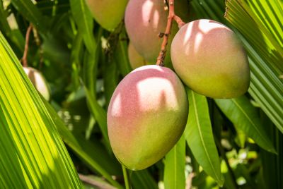 Produce More Healthy Fruit