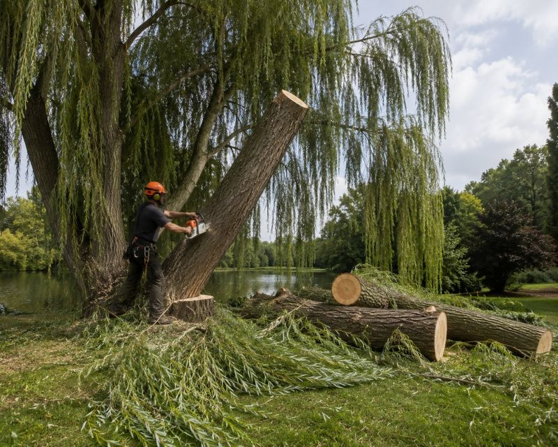 Maple Tree Removal in San Jose, CA